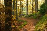 Woodlands